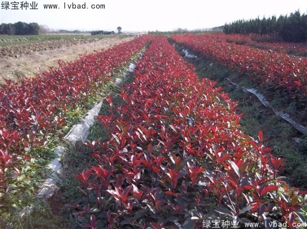 <a href='http://m.fscangbo.com/linmuzhongzi/1747.html' target='_blank'>紅葉石楠種子</a>