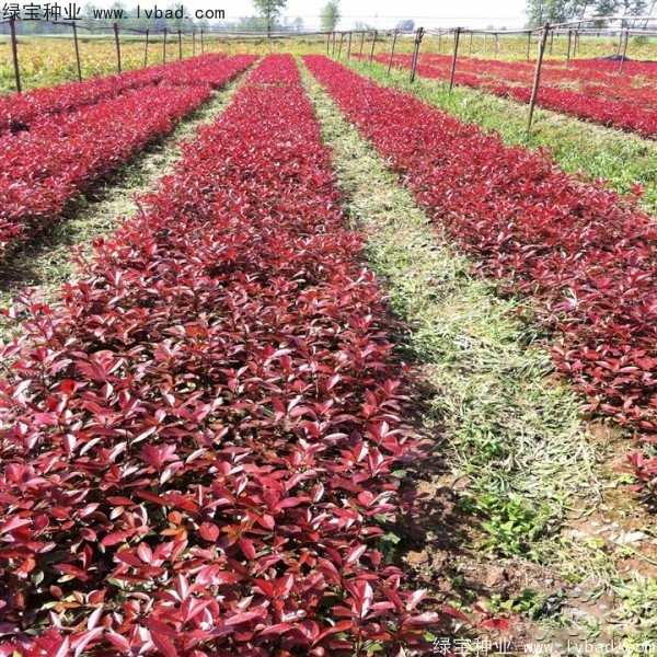 紅葉石楠<a href='http://m.fscangbo.com/' target='_blank'>種子</a>