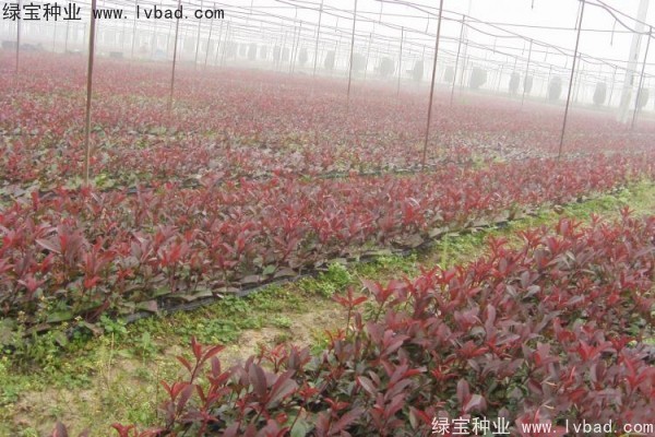 <a href='http://m.fscangbo.com/linmuzhongzi/1747.html' target='_blank'>紅葉石楠種子</a>