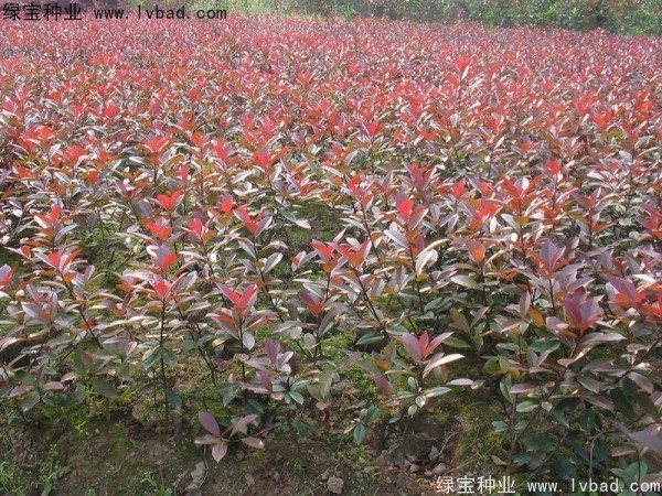 紅葉石楠<a href='http://m.fscangbo.com/' target='_blank'>種子</a>