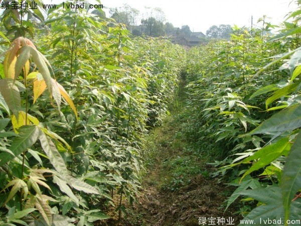 <a href='http://m.fscangbo.com/linmuzhongzi/1752.html' target='_blank'>青楓</a><a href='http://m.fscangbo.com/' target='_blank'>種子</a>
