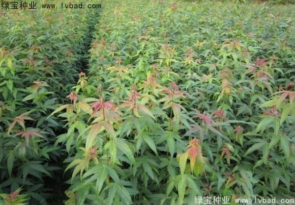 <a href='http://m.fscangbo.com/linmuzhongzi/1752.html' target='_blank'>青楓</a><a href='http://m.fscangbo.com/' target='_blank'>種子</a>