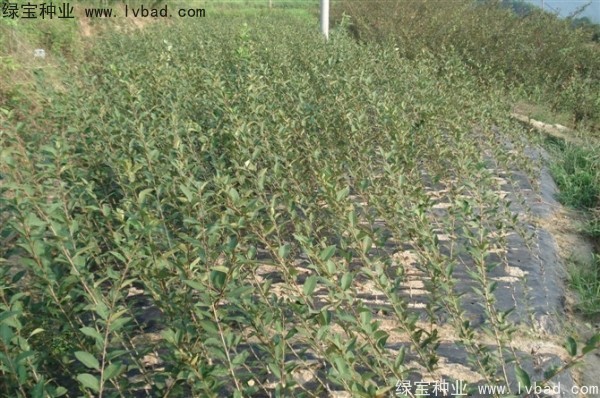<a href='http://m.fscangbo.com/linmuzhongzi/1754.html' target='_blank'>垂絲海棠種子</a>