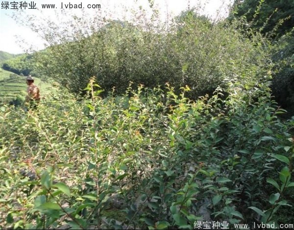 <a href='http://m.fscangbo.com/linmuzhongzi/1754.html' target='_blank'>垂絲海棠種子</a>