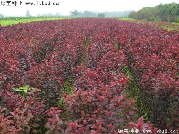 <a href='http://m.fscangbo.com/linmuzhongzi/1756.html' target='_blank'>紅葉李種子</a>