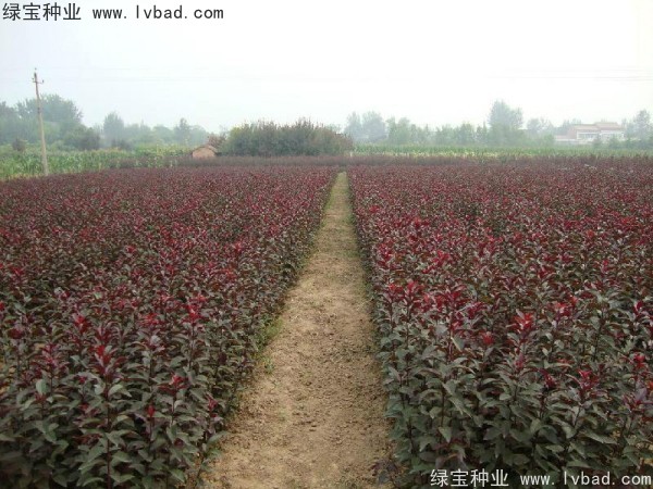 <a href='http://m.fscangbo.com/linmuzhongzi/1756.html' target='_blank'>紅葉李種子</a>