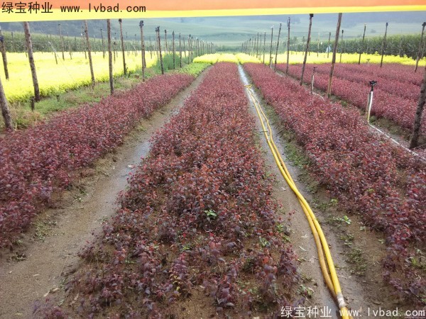 <a href='http://m.fscangbo.com/linmuzhongzi/1756.html' target='_blank'>紅葉李種子</a>