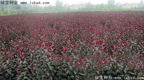 紅葉李<a href='http://m.fscangbo.com/' target='_blank'>種子</a>