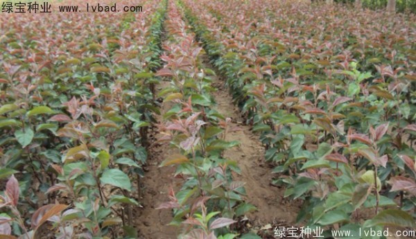 <a href='http://m.fscangbo.com/linmuzhongzi/1766.html' target='_blank'>海棠種子</a>