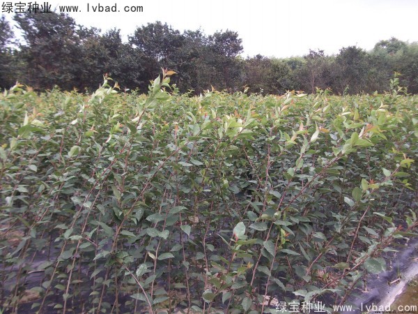 <a href='http://m.fscangbo.com/linmuzhongzi/1766.html' target='_blank'>海棠種子</a>