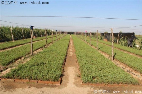 <a href='http://m.fscangbo.com/linmuzhongzi/1767.html' target='_blank'>檜柏種子</a>