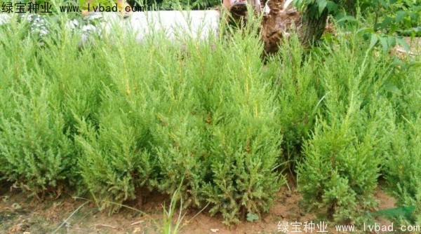 <a href='http://m.fscangbo.com/linmuzhongzi/1767.html' target='_blank'>檜柏種子</a>