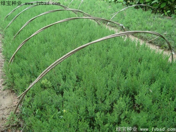 <a href='http://m.fscangbo.com/linmuzhongzi/1767.html' target='_blank'>檜柏</a><a href='http://m.fscangbo.com/' target='_blank'>種子</a>