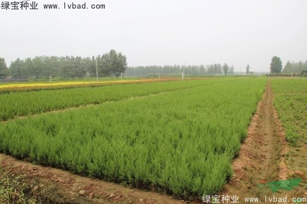 <a href='http://m.fscangbo.com/linmuzhongzi/1767.html' target='_blank'>檜柏</a><a href='http://m.fscangbo.com/' target='_blank'>種子</a>