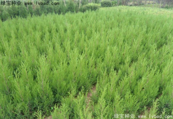 檜柏<a href='http://m.fscangbo.com/' target='_blank'>種子</a>