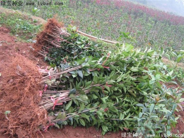 <a href='http://m.fscangbo.com/linmuzhongzi/1768.html' target='_blank'>桂花種子</a>