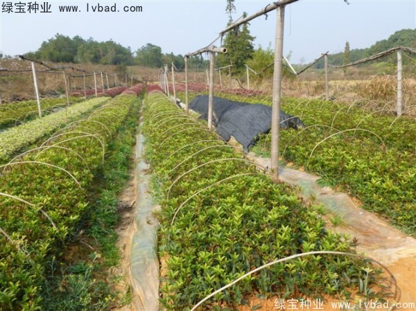<a href='http://m.fscangbo.com/linmuzhongzi/1768.html' target='_blank'>桂花</a><a href='http://m.fscangbo.com/' target='_blank'>種子</a>