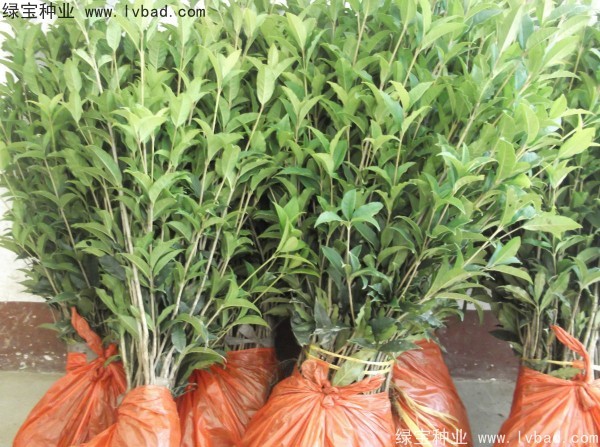 <a href='http://m.fscangbo.com/linmuzhongzi/1768.html' target='_blank'>桂花種子</a>