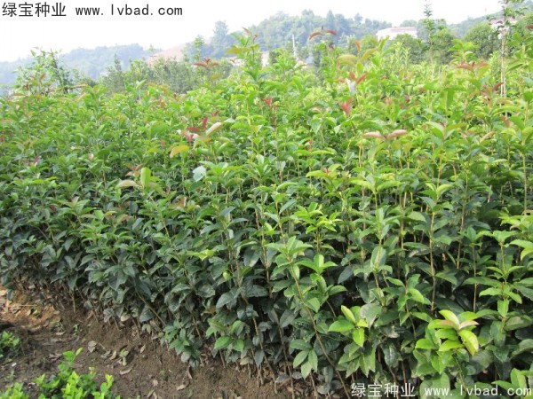 <a href='http://m.fscangbo.com/linmuzhongzi/1768.html' target='_blank'>桂花</a><a href='http://m.fscangbo.com/' target='_blank'>種子</a>