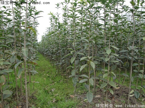 <a href='http://m.fscangbo.com/linmuzhongzi/1768.html' target='_blank'>桂花種子</a>