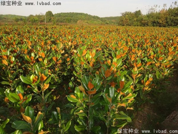廣<a href='http://m.fscangbo.com/linmuzhongzi/1813.html' target='_blank'>玉蘭種子</a>