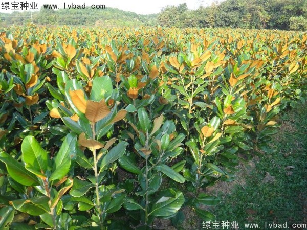 <a href='http://m.fscangbo.com/linmuzhongzi/1770.html' target='_blank'>廣玉蘭種子</a>