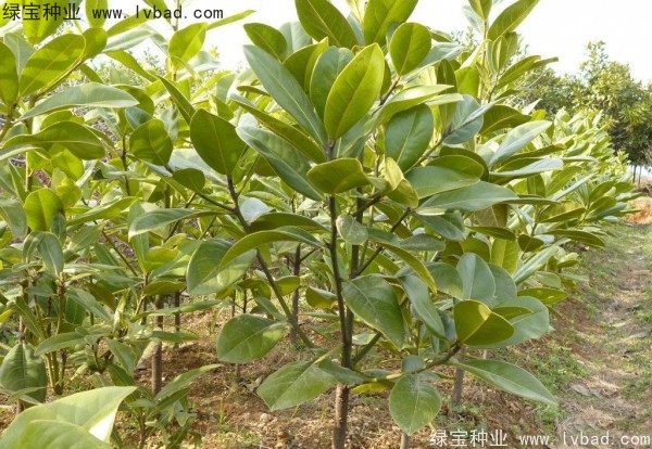 <a href='http://m.fscangbo.com/linmuzhongzi/1770.html' target='_blank'>廣玉蘭種子</a>