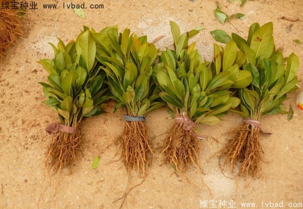 <a href='http://m.fscangbo.com/linmuzhongzi/1770.html' target='_blank'>廣玉蘭種子</a>