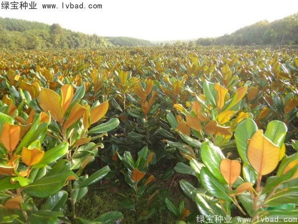 廣<a href='http://m.fscangbo.com/linmuzhongzi/1813.html' target='_blank'>玉蘭</a><a href='http://m.fscangbo.com/' target='_blank'>種子</a>
