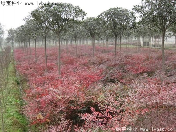 <a href='http://m.fscangbo.com/linmuzhongzi/1772.html' target='_blank'>南天竹種子</a>