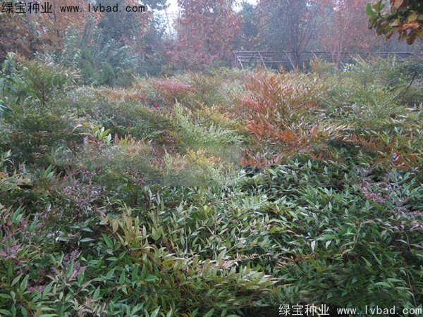 <a href='http://m.fscangbo.com/linmuzhongzi/1772.html' target='_blank'>南天竹種子</a>