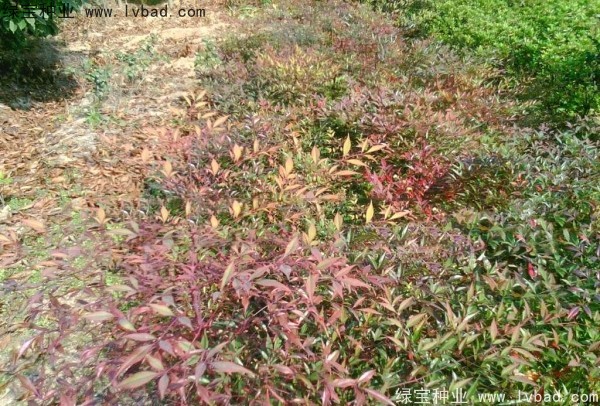 <a href='http://m.fscangbo.com/linmuzhongzi/1772.html' target='_blank'>南天竹種子</a>
