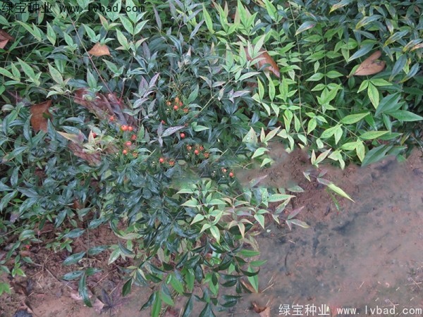 南天竹<a href='http://m.fscangbo.com/' target='_blank'>種子</a>