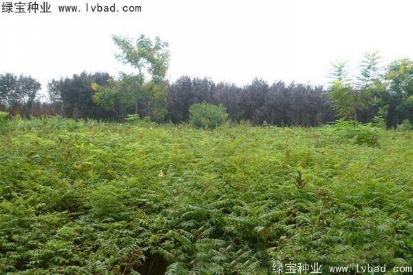 <a href='http://m.fscangbo.com/linmuzhongzi/1775.html' target='_blank'>珍珠梅種子</a>