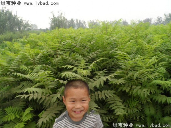 <a href='http://m.fscangbo.com/linmuzhongzi/1775.html' target='_blank'>珍珠梅</a><a href='http://m.fscangbo.com/' target='_blank'>種子</a>