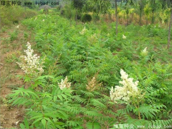 <a href='http://m.fscangbo.com/linmuzhongzi/1775.html' target='_blank'>珍珠梅種子</a>