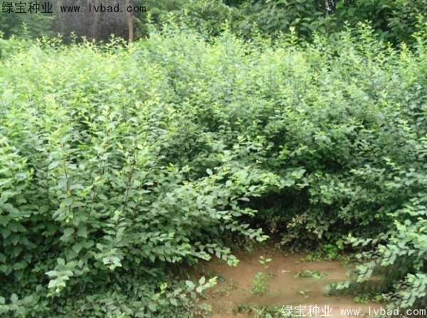 珍珠梅<a href='http://m.fscangbo.com/' target='_blank'>種子</a>