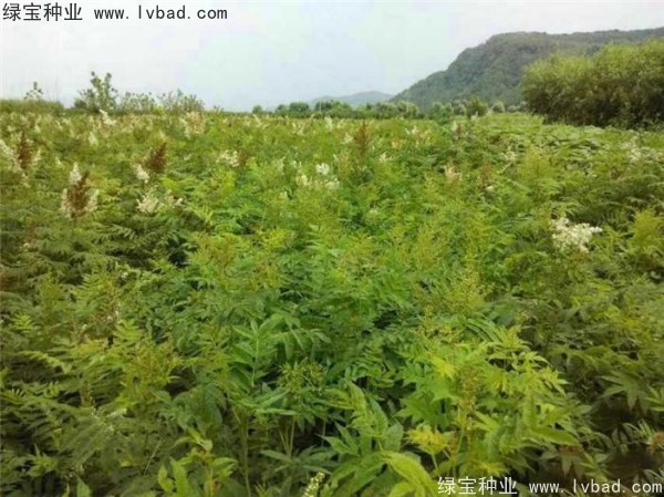 <a href='http://m.fscangbo.com/linmuzhongzi/1775.html' target='_blank'>珍珠梅種子</a>