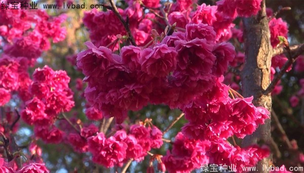 櫻花<a href='http://m.fscangbo.com/' target='_blank'>種子</a>
