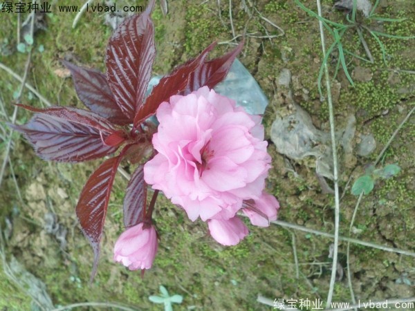<a href='http://m.fscangbo.com/linmuzhongzi/1777.html' target='_blank'>櫻花種子</a>