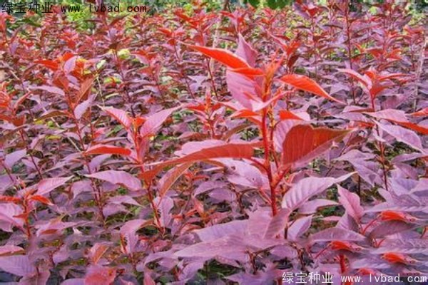 <a href='http://m.fscangbo.com/linmuzhongzi/1777.html' target='_blank'>櫻花種子</a>