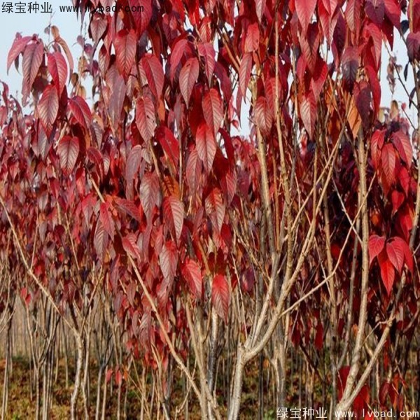 櫻花<a href='http://m.fscangbo.com/' target='_blank'>種子</a>