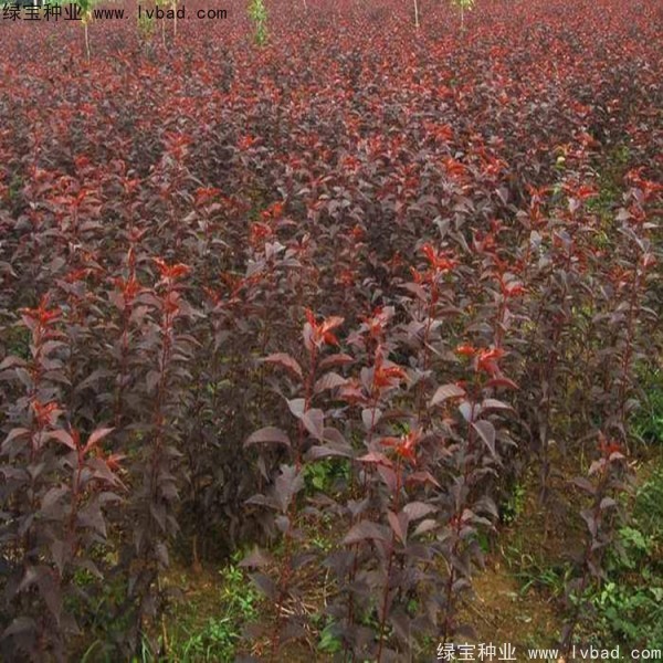 <a href='http://m.fscangbo.com/linmuzhongzi/1777.html' target='_blank'>櫻花種子</a>