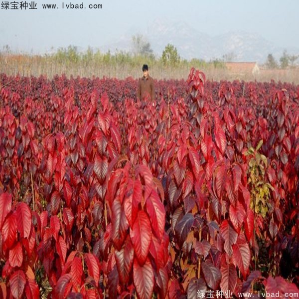 櫻花<a href='http://m.fscangbo.com/' target='_blank'>種子</a>