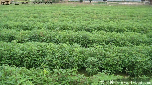 香樟樹<a href='http://m.fscangbo.com/' target='_blank'>種子</a>