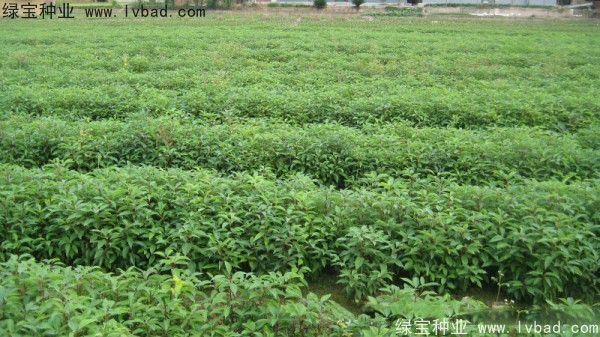 香樟樹<a href='http://m.fscangbo.com/' target='_blank'>種子</a>