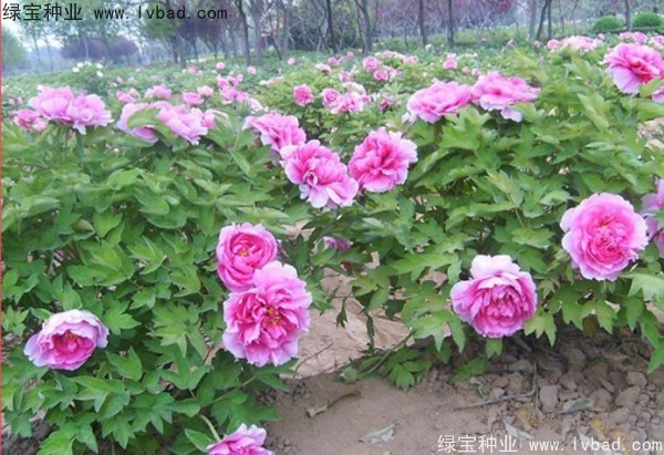 <a href='http://m.fscangbo.com/linmuzhongzi/1785.html' target='_blank'>牡丹種子</a>
