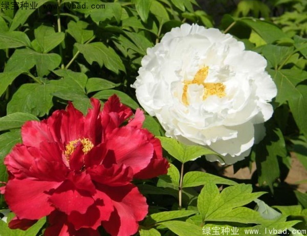 牡丹<a href='http://m.fscangbo.com/' target='_blank'>種子</a>