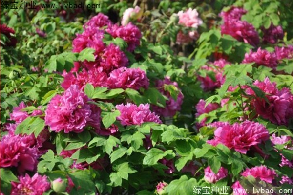 <a href='http://m.fscangbo.com/linmuzhongzi/1785.html' target='_blank'>牡丹種子</a>