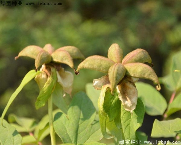 牡丹<a href='http://m.fscangbo.com/' target='_blank'>種子</a>